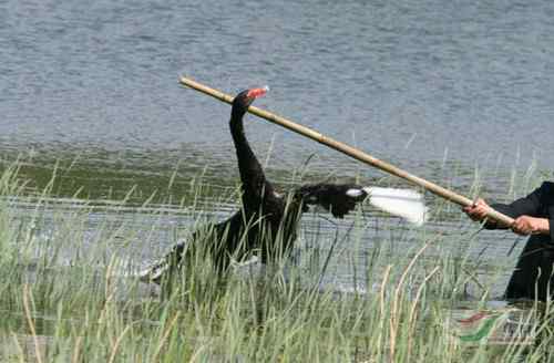 圆明园黑天鹅与工作人员展开搏斗 圆明园黑天鹅与工作人员展开搏斗