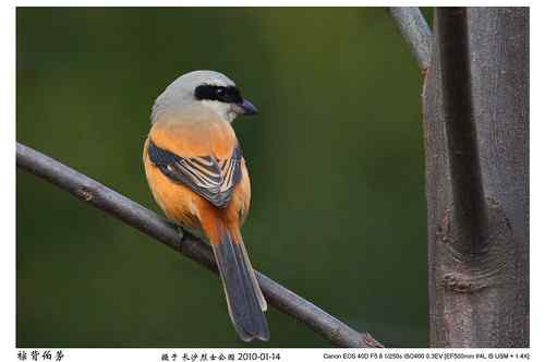 鸟类摄影图片处理成漂亮干净的背景