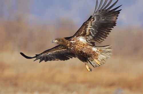 冬日野鸭湖—阳光灿烂的日子
