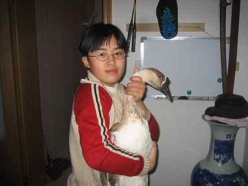 曾经救治过的野生动物