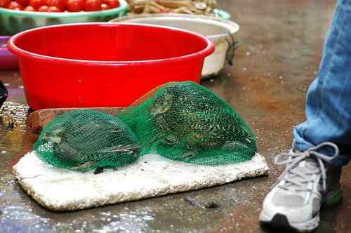 菜市场里待售的鸟