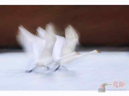 梦幻天使——天鹅