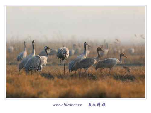 冬天里的灰鹤 清亮持久的叫声 冬天里的灰鹤 清亮持久的叫声