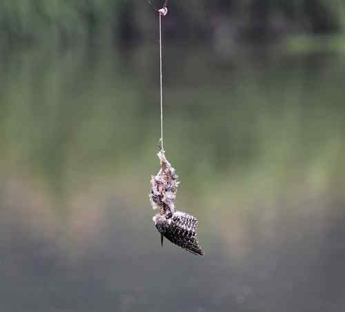 农民捕鸟 令人很伤心的事情 农民捕鸟 令人很伤心的事情