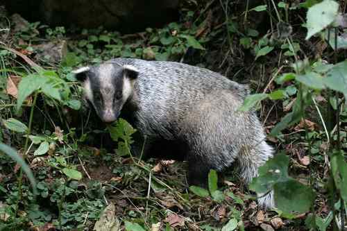 看看我长白山里的“宝贝” 看看我长白山里的“宝贝”