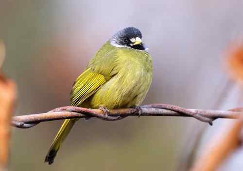 北京 二十几只林鸟