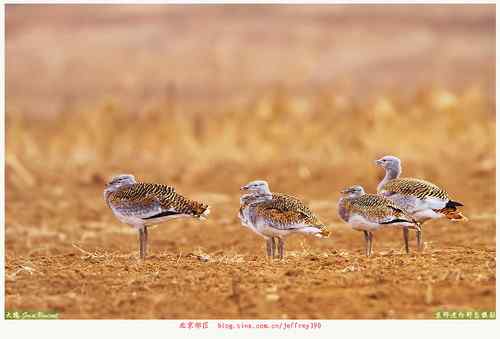 北京的大鸨（送两只隼）