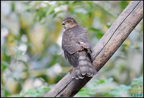 松雀鹰精彩定格照