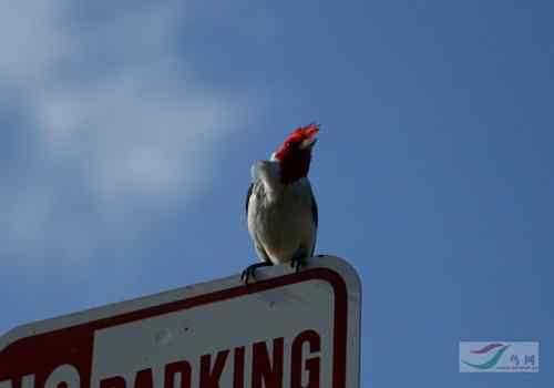美国夏威夷海滨 守望鸟