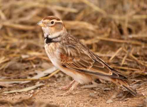 北京 二十几只林鸟