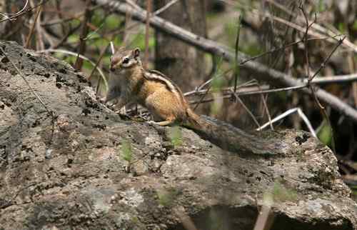 看看我长白山里的“宝贝” 看看我长白山里的“宝贝”