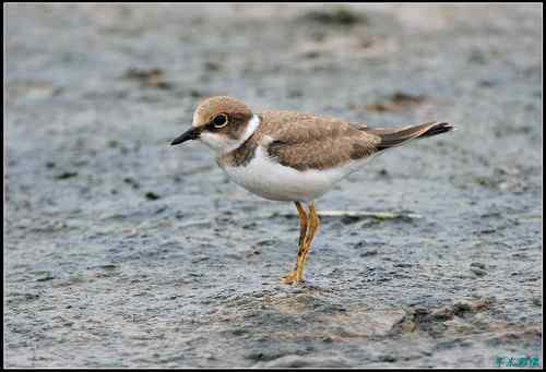 请教鸟名：亚成体金眶珩，还是铁嘴沙鸻非繁殖羽