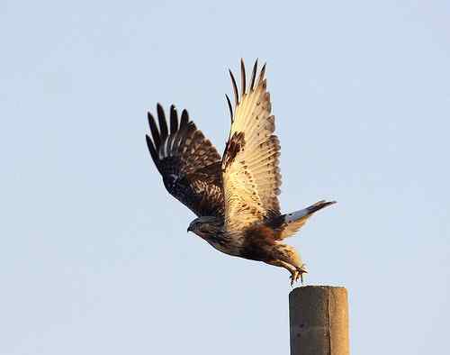 起飞鸟姿大聚会