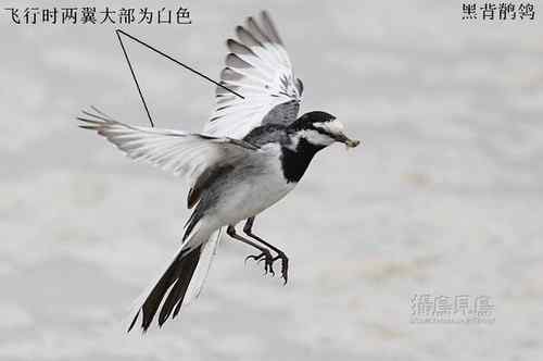 几种鹡鸰的辨别