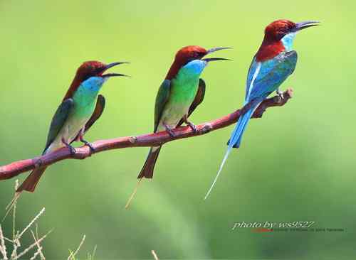 美丽养眼的蓝喉蜂虎