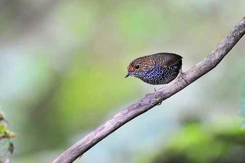 台湾山林隱者——鳞胸鹪鹛