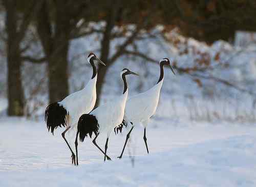 日本北海道的鸟儿