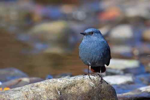 蓝色的鸟儿——红尾水鸲