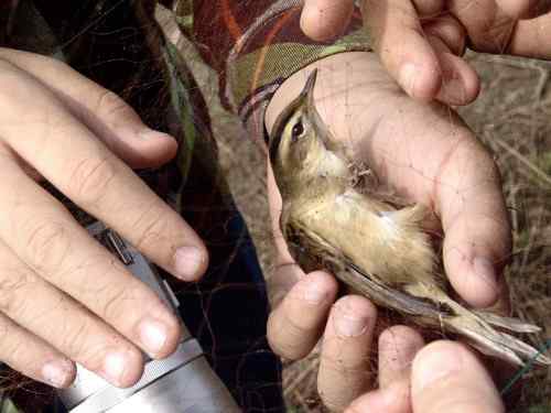 小小鸟人在行动 解救被困小鸟 小小鸟人在行动 解救被困小鸟