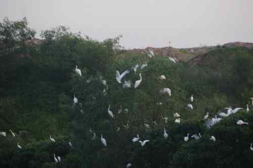 呼吁：珍惜深圳另一个“红树林”