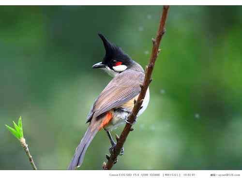 广东人观鸟散记