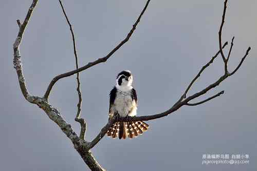 原画幅野生鸟类摄影俱乐部【精美组图】