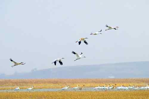 原画幅野生鸟类摄影俱乐部【精美组图】