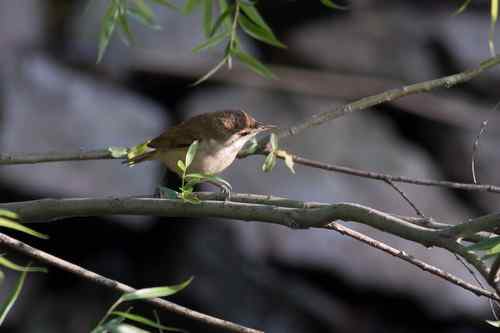 请教鸟名：这是什么莺？