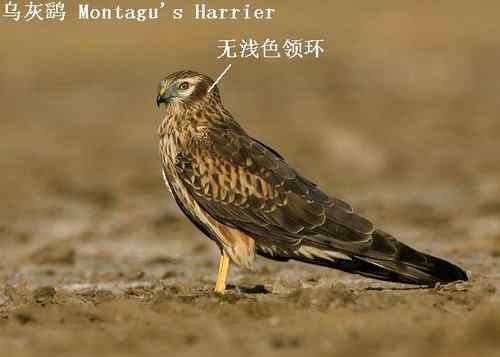 鹞的识别(归纳总结) 鹞的识别(归纳总结)