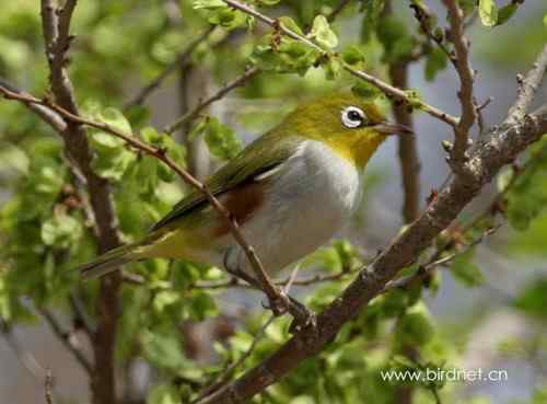 鸟类识别   红胁绣眼鸟