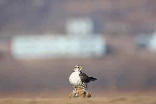 熬鹰乎？熬人乎！