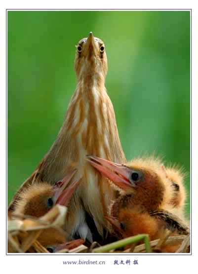 鸟网总版主段文科摄影作品：苇荡深处的家园  黄苇鳽育雏