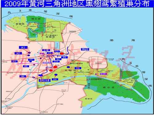 黄河三角洲的黑翅鸢