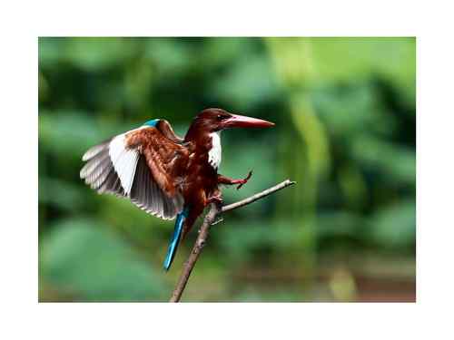 【参赛作品】白胸翡翠