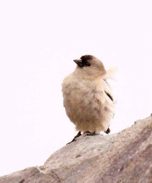 今天在海拔4200米处拍到的不知名鸟儿