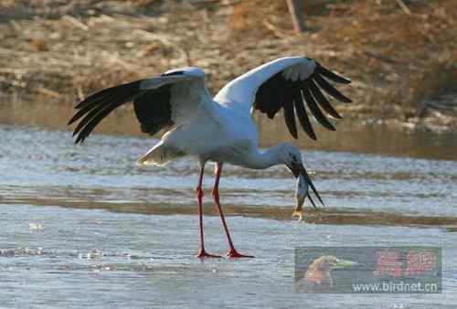 辽河三角洲湿地的东方白鹳 湿地行者