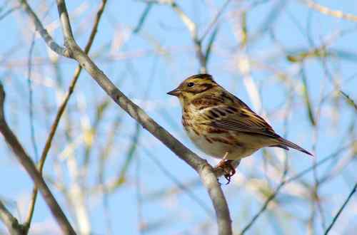 这是什么巫鸟？