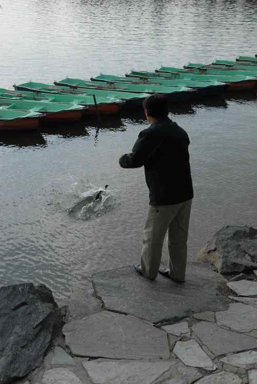 颐和园鸟人：绿头鸭蒙难获救记