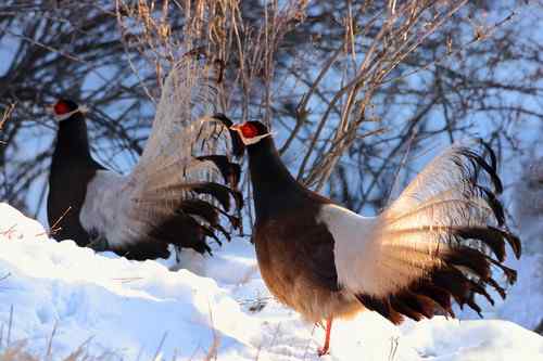 再上张山西的省鸟：褐马鸡