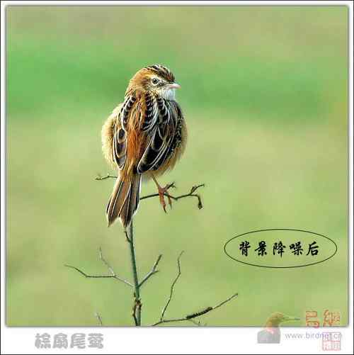 鸟片一种背景降噪的方法！