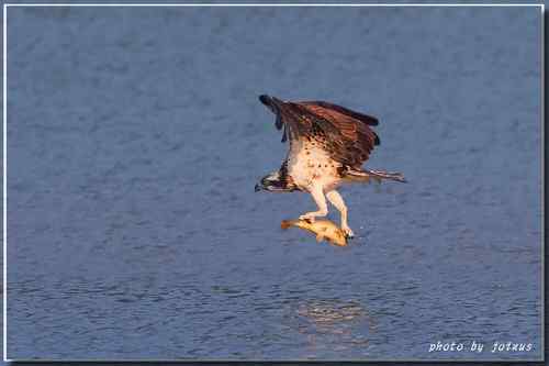 猛禽：今天吃鱼