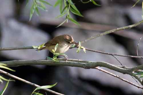 请教鸟名：这是什么莺？