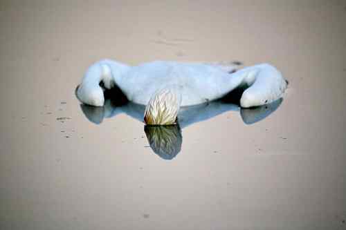 东方白鹳的致死 水质污染还是人为下毒? 东方白鹳的致死 水质污染还是人为下毒?