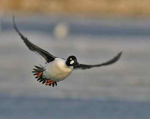 鸟类单飞、双飞、群飞美丽瞬间! 鸟类单飞、双飞、群飞美丽瞬间!