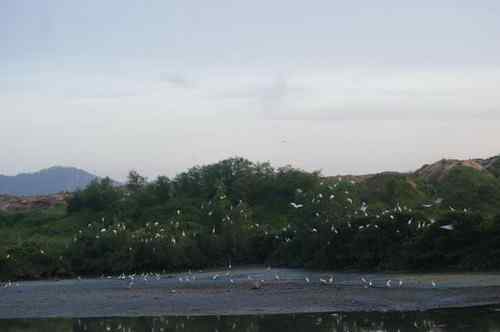 呼吁：珍惜深圳另一个“红树林”