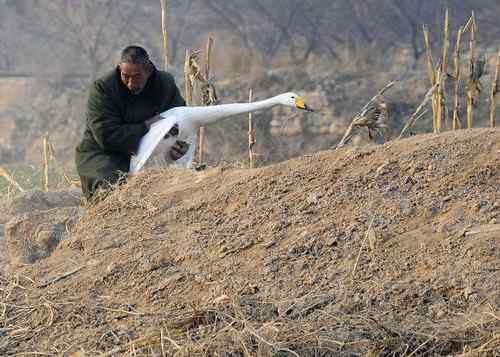 赏鹅却伤鹅：目睹了一只天鹅的受伤