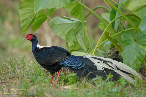 茶農伯伯和藍腹鷳的故事
