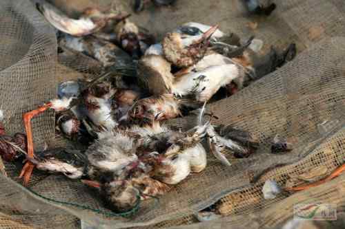 鄱阳湖的鸟——惨不忍睹