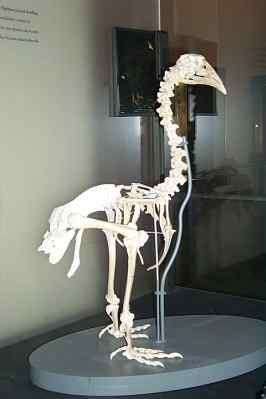 恐鸟也许不是人类灭绝的