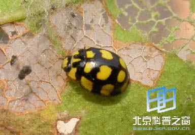 十二斑巧瓢虫